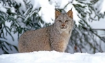 Lynx: интересни факти за дивата котка